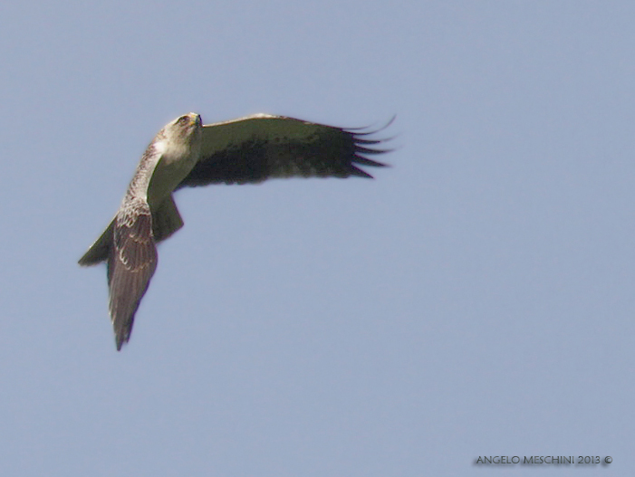 Aquila minore Hieraaetus pennatus.  pale morph + stories
